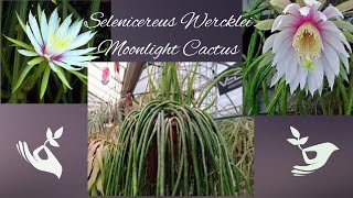 Selenicereus Wercklei Moonlight Cactus Propagation [upl. by Anema]