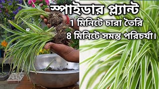 1 মি তৈরি করুন স্পাইডার প্ল্যান্ট এর চারা  cutting spider plant babies Propagate Spider Plantlets [upl. by Mclaughlin605]