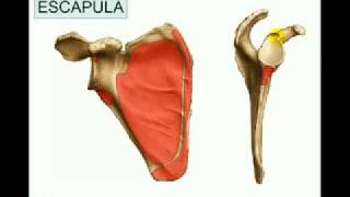 I Osteologia 1 [upl. by Ttocs]