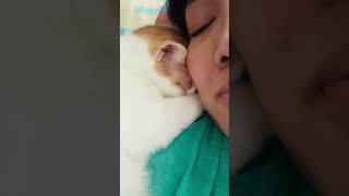 How much Bo loves Mommy 😍🥰❤️catlove purrelove [upl. by Aurelie425]