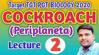 Periplaneta americana cockroach UPTGTPGTGIC LECTURERNEET BIOLOGY By Baburam Sir [upl. by Sucy842]