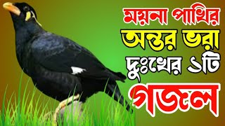 ময়না পাখির মনের কষ্টের খুবই দুঃখের ১টি গজলvery sad gojolদুঃখের গজলআজকে ময়না যাইতা গো নীজ [upl. by Pate]