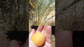 MY DATE PALM TREE AND HUGE APRICOTS HARVESTED [upl. by Eemia]