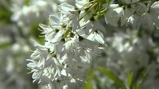 Deutzia gracilis 2 [upl. by Romain]