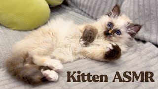 ASMR Meet my New Kitten Whispered Cuteness [upl. by Bianchi322]