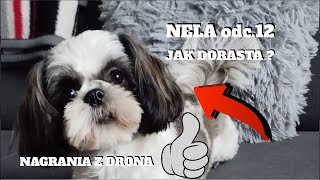 NELA odc 12 JAK DORASTA 2 11 2024r [upl. by Beedon417]