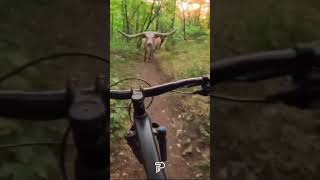 Cyclist’s Wild Encounter in the Woods shorts biking [upl. by Yrogiarc624]