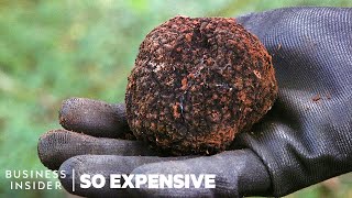 Why Real Truffles Are So Expensive  So Expensive [upl. by Stoeber]