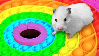 🐹 Hamster Escapes the Rainbow POP IT Maze OBSTACLE COURSE [upl. by Avle]