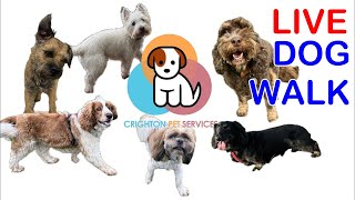 Thursday Pack  6 Dogs  LIVE Dog Walk  Crighton Pet Services is live [upl. by Akoyn745]