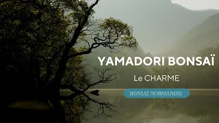 YAMADORI BONSAÏ TREE 🌳CARPINUS BETULUS 🌳 Le Charme Commun [upl. by Lanza383]