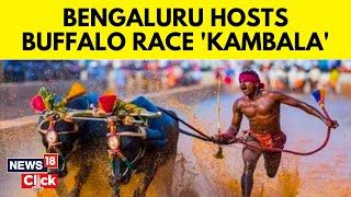 Bengaluru Hosts Coastal Folk Sport Kambala  Kambala News  Kambala Bengaluru  English News  N18V [upl. by Assili]