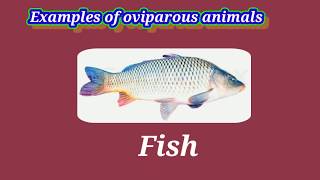 Viviparous and oviparous animals 8th class [upl. by Intisar499]