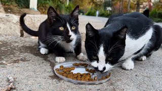 Cute Mother And Kitten Having Lunch 😍 [upl. by Enomed386]