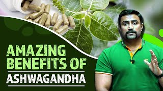 AMAZING BENEFITS OF ASHWAGANDHA BASED ON RESEARCH [upl. by Enniotna]