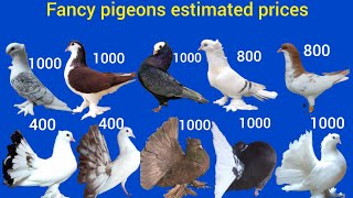 pigeons prices in rupees pigeon [upl. by Naujed]