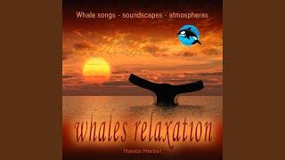 Bowhead Whale Relaxation Balaena Mysticetus  Grönlandwal [upl. by Adeys]