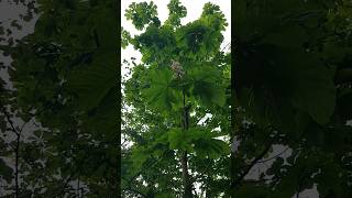 Tree Identification Horse Chestnut Aesculus hippocastanum [upl. by Airlee]