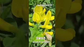 양골담초 💝 scotch broom [upl. by Abehsile]