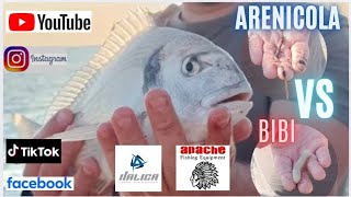 Attirano le ORATE queste 2 esche micidiali ARENICOLA VS BIBI pesca dalla spiaggia mirata all ORATA [upl. by Cochrane]