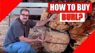 Burl Hunter  How to buy Burl [upl. by Enoek]