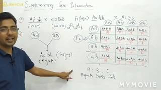 Supplementary Gene Interaction [upl. by Leeth41]