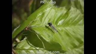 Chironomid Life Cycle [upl. by Siramay991]