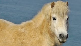 Shetland Ponies Overlooking Godrevy Lighthouse [upl. by Norak329]