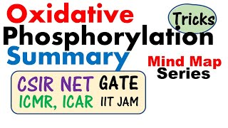 Oxidative phosphorylation and its mechanism [upl. by Ynej]