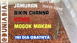 MENGOBATI IKAN CHANNA YANG SAKIT  JAMURAN [upl. by Gnep]