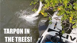 CRAZY TARPON FIGHT AND MULTIPLE SNOOK [upl. by Nerra882]