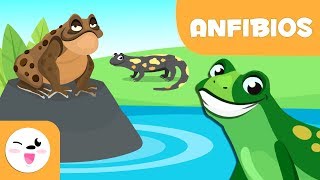 Los anfibios para niños  Animales vertebrados  Ciencias naturales para niños [upl. by Eciralc]