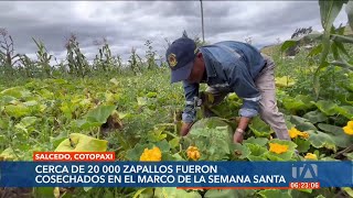 20 mil zapallos fueron cultivados en Salcedo para la elaboración de la Fanesca ecuatoriana [upl. by Blainey830]