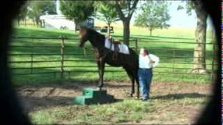 KS Bluestem The Old Guard  Yearling Morgan Stud Colt  Training video [upl. by Thema]