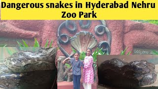 Dangerous snakes in Hyderabad Nehru Zoo Park srijoinnamibia [upl. by Odilo811]