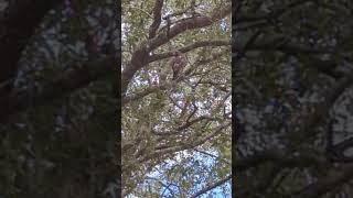 Boat Tailed Grackles Announce Red Shouldered Hawk Camouflaged in Tree at Oviedo Mall Florida [upl. by Gorton331]