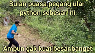 BULAN PUASA PEGANG ULAR PYTHON SEBESAR INI BIKIN KAKI GEMETAR [upl. by Seligman]