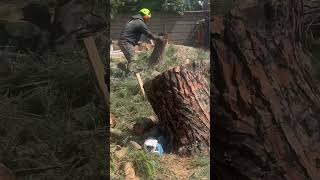 Pine tree removal treeservice arboleros [upl. by Riki]