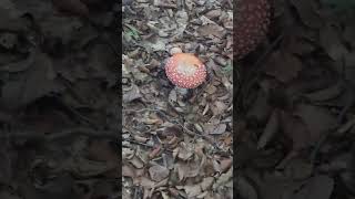 Amanita muscaria 3 [upl. by Bethany]