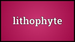 Lithophyte Meaning [upl. by Zaller]