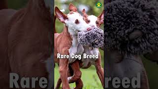 3 Most Rarest Dog Breeds in The World Shorts [upl. by Elocn895]