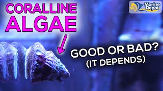 How To Grow Coralline Algae In Your Aquarium  Where You Do and Dont Want It In Your Reef Tank [upl. by Bee]