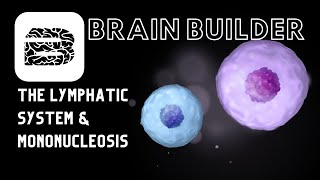The Lymphatic System amp Mononucleosis  Real Anatomy [upl. by Thorne]