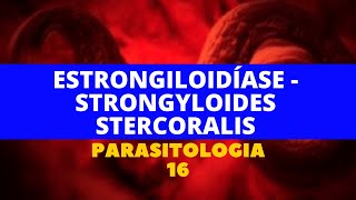 ESTRONGILOIDÍASE  STRONGYLOIDES STERCORALIS  PARASITOLOGIA 16 [upl. by Rexana]