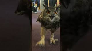 An owl running…in a care home [upl. by Elyk]