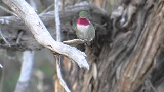 Male broadtailed hummingbird iridescent coloration [upl. by Benedikta]