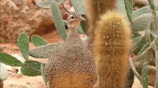 Elegantcrested tinamou vocalisation [upl. by Sices]