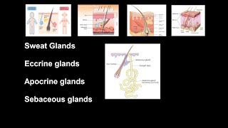 Sweat Glands  Eccrine glands and Apocrine glands  Sebaceous glands  Anatomy [upl. by Adnihc833]