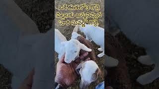 Nari suvarnaనారి సువర్ణ sheep farmingగొర్రెల పెంపకం [upl. by Dicky]