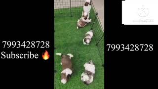 Shitzu quality puppies for sale 7993428728 [upl. by Zarihs]